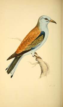 Image of European Roller