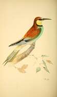 Image of bee-eater, european bee-eater