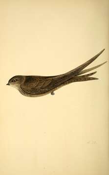 Image of swift, common swift