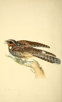 Image of nightjar, european nightjar