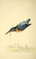 Image of Alcedo Linnaeus 1758