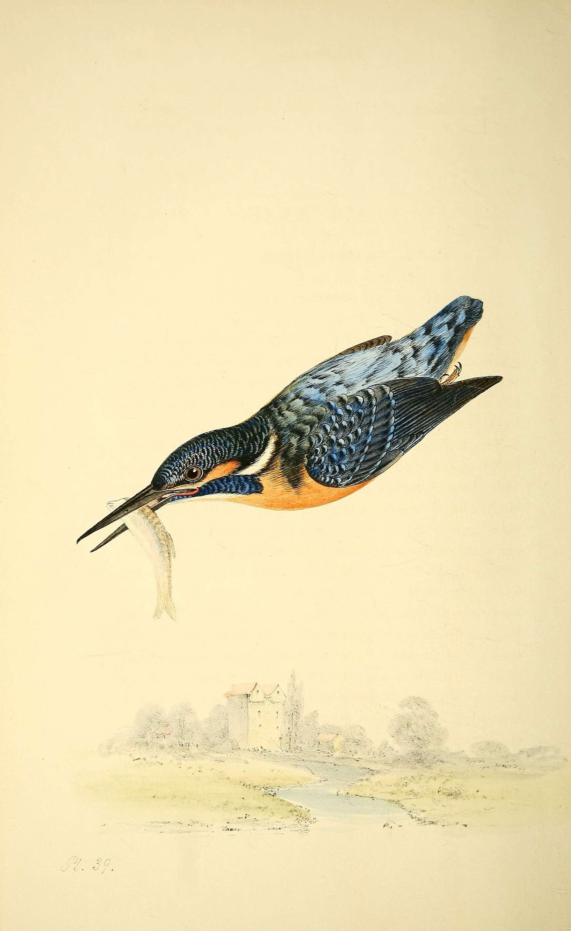 Image of Alcedo Linnaeus 1758