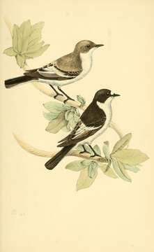 Image of European Pied Flycatcher