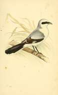 Image of Great Grey Shrike