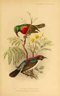 Image of Forest Double-collared Sunbird