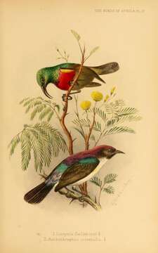 Image of Forest Double-collared Sunbird