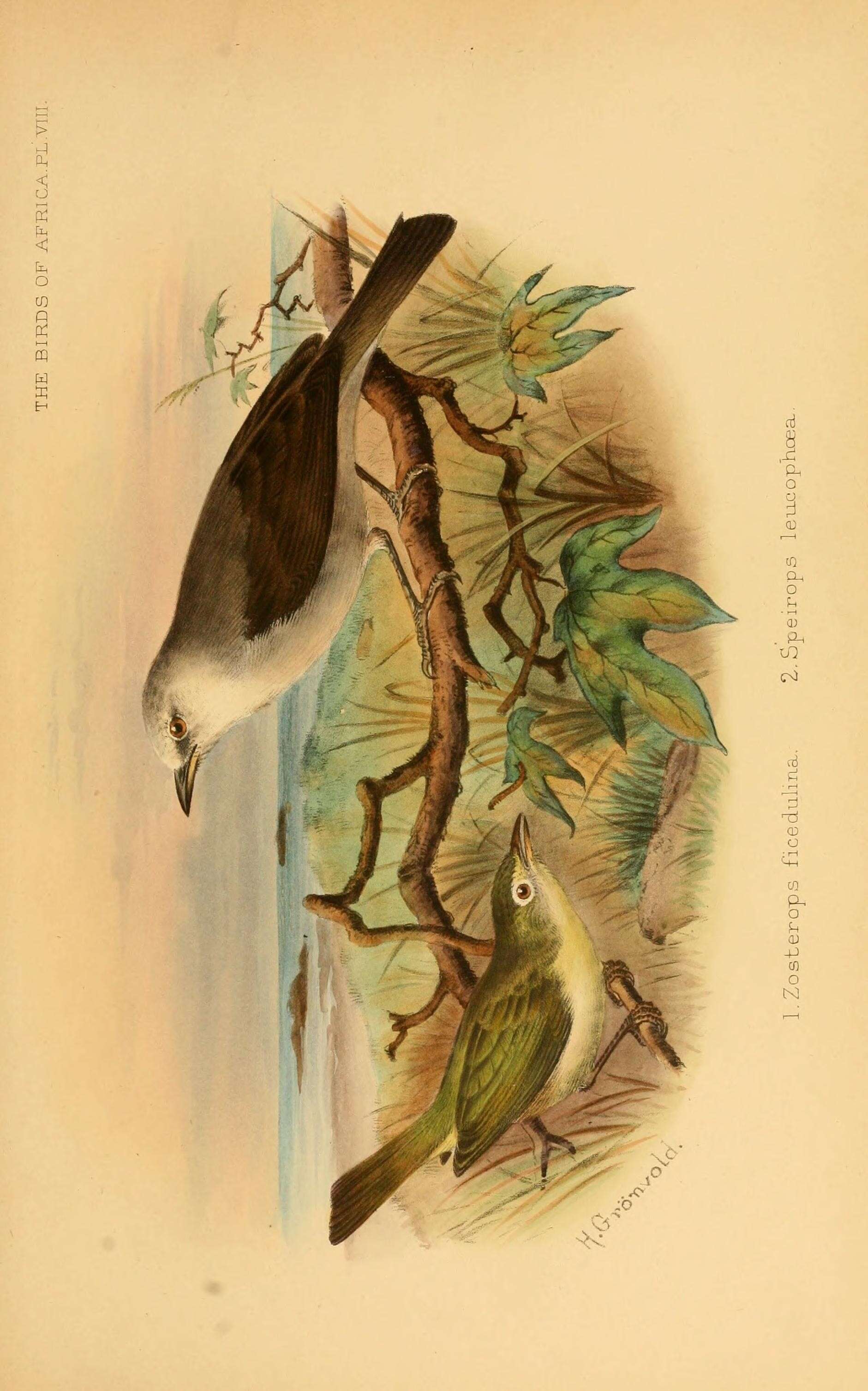 Image of Principe White-eye