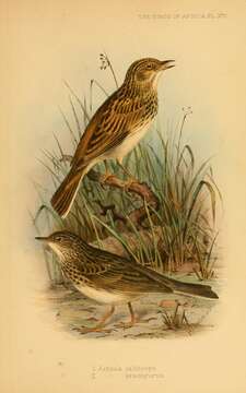 Image of Short-tailed Pipit