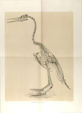 Image of Hesperornis Marsh 1872