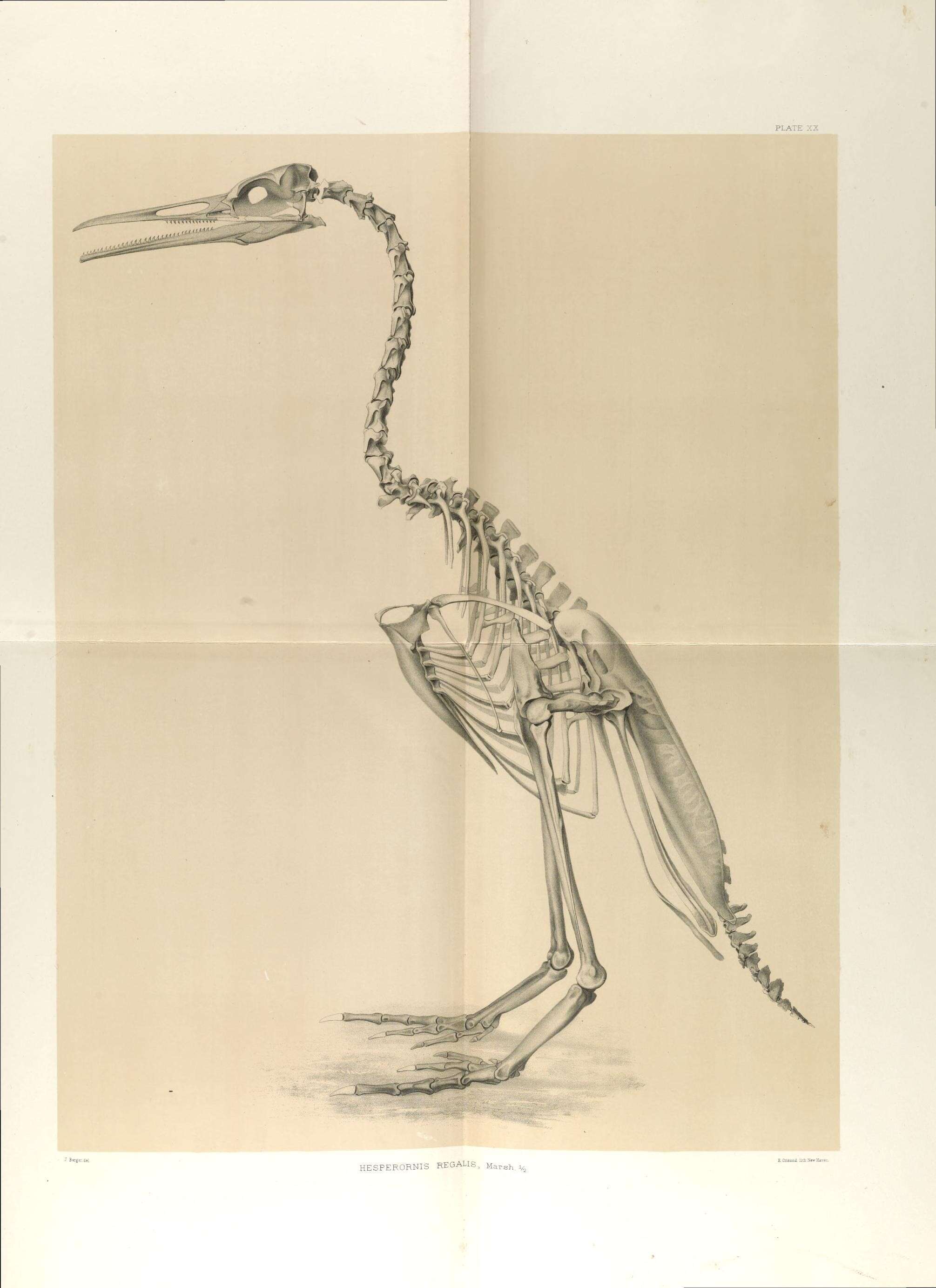 Image of Hesperornithiformes