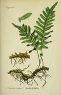 Image of common polypody