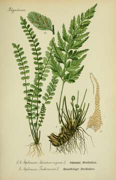 Imagem de Asplenium adiantum-nigrum L.