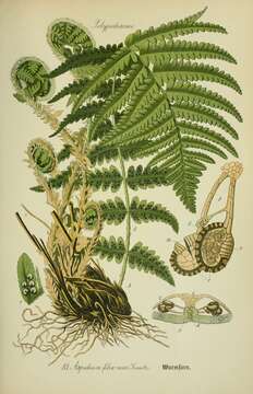 Image of male fern