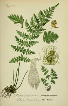 Image of brittle bladderfern