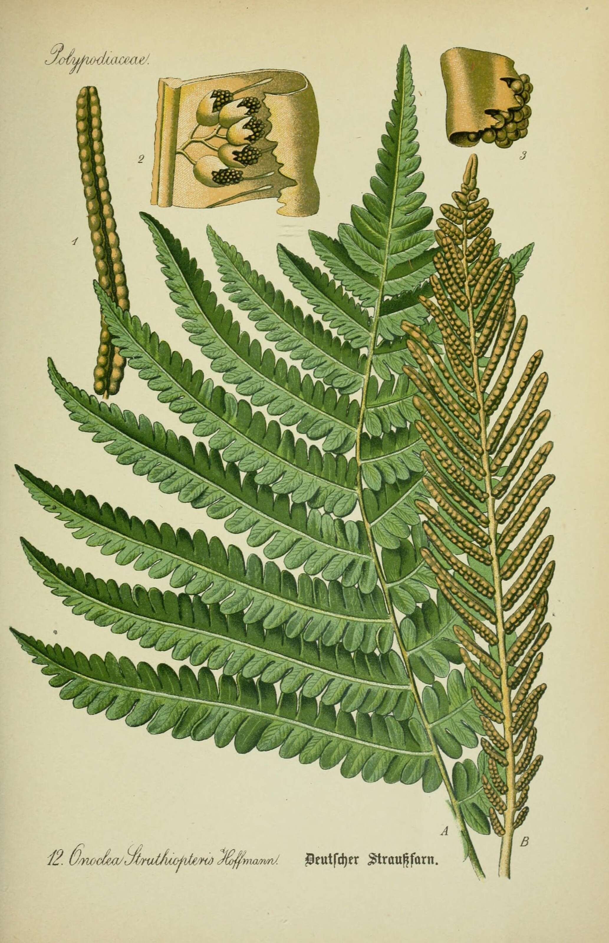 Image of ostrich fern