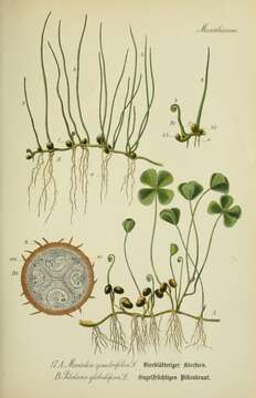 Image of Common Water Clover