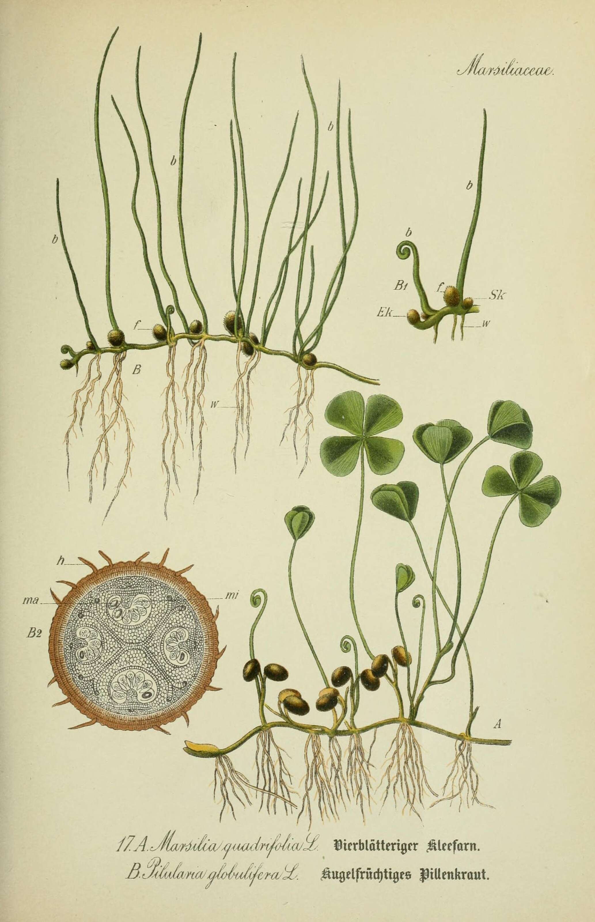 Image of Common Water Clover