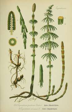 Image of Shady Horsetail