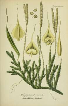 Image of Stag's-horn Clubmoss