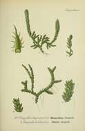 Image of Selaginella helvetica (L.) Spring