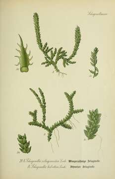 Image of Selaginella helvetica (L.) Spring