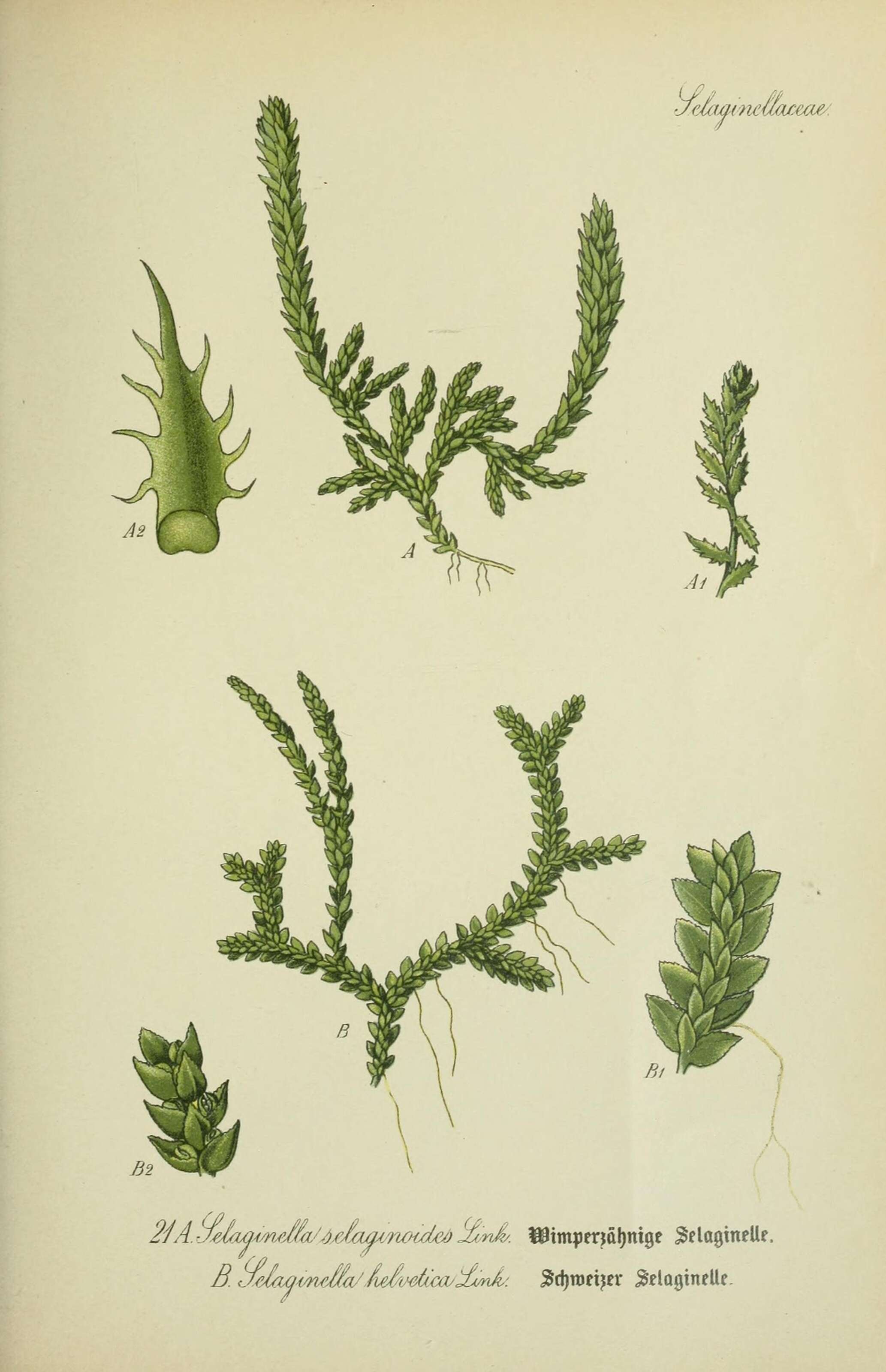 Image of Selaginella helvetica (L.) Spring