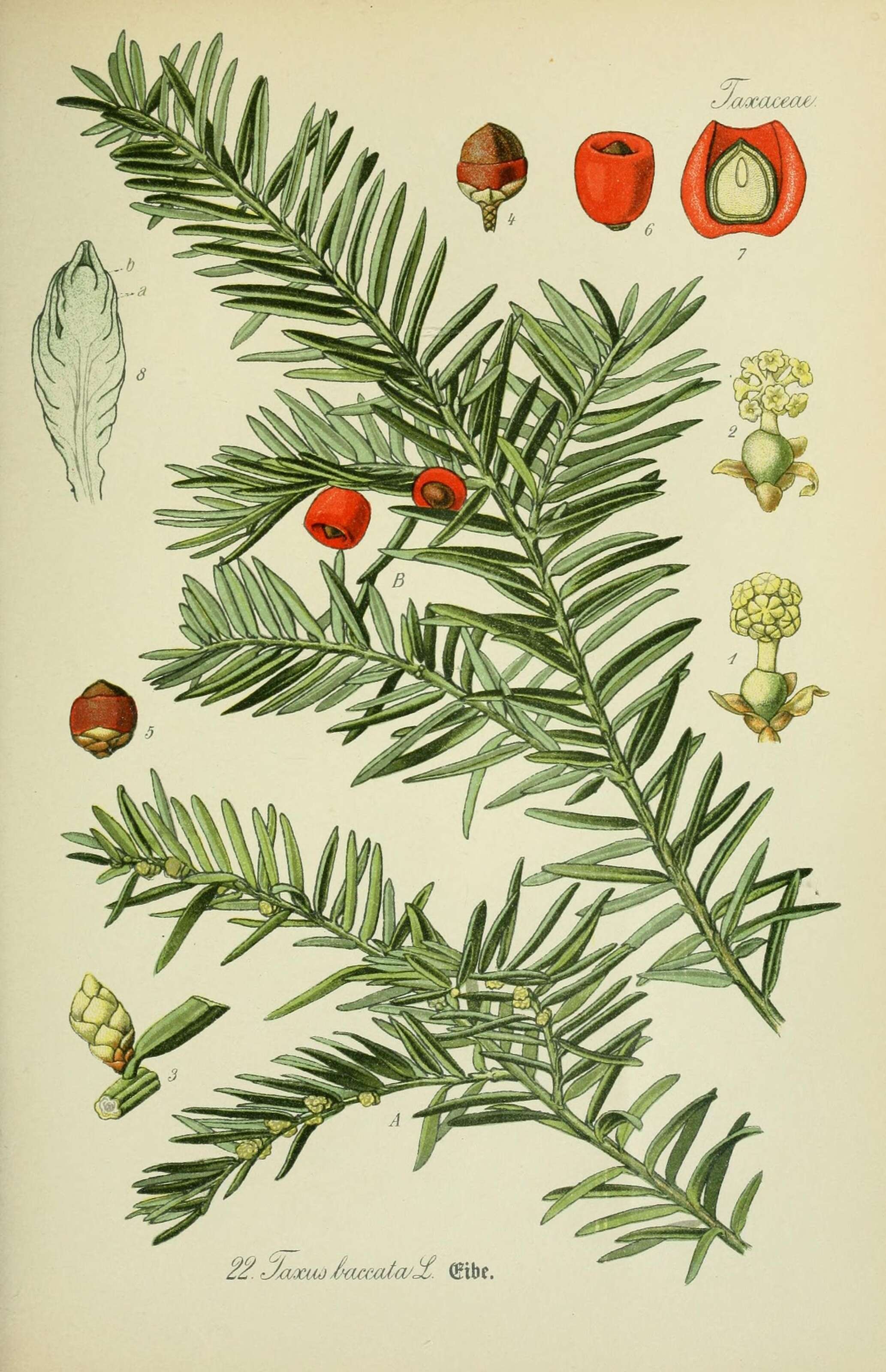 Image of English yew