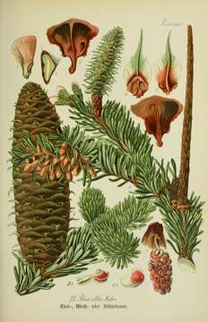 Image of Silver Fir