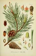 Image of Scotch Pine