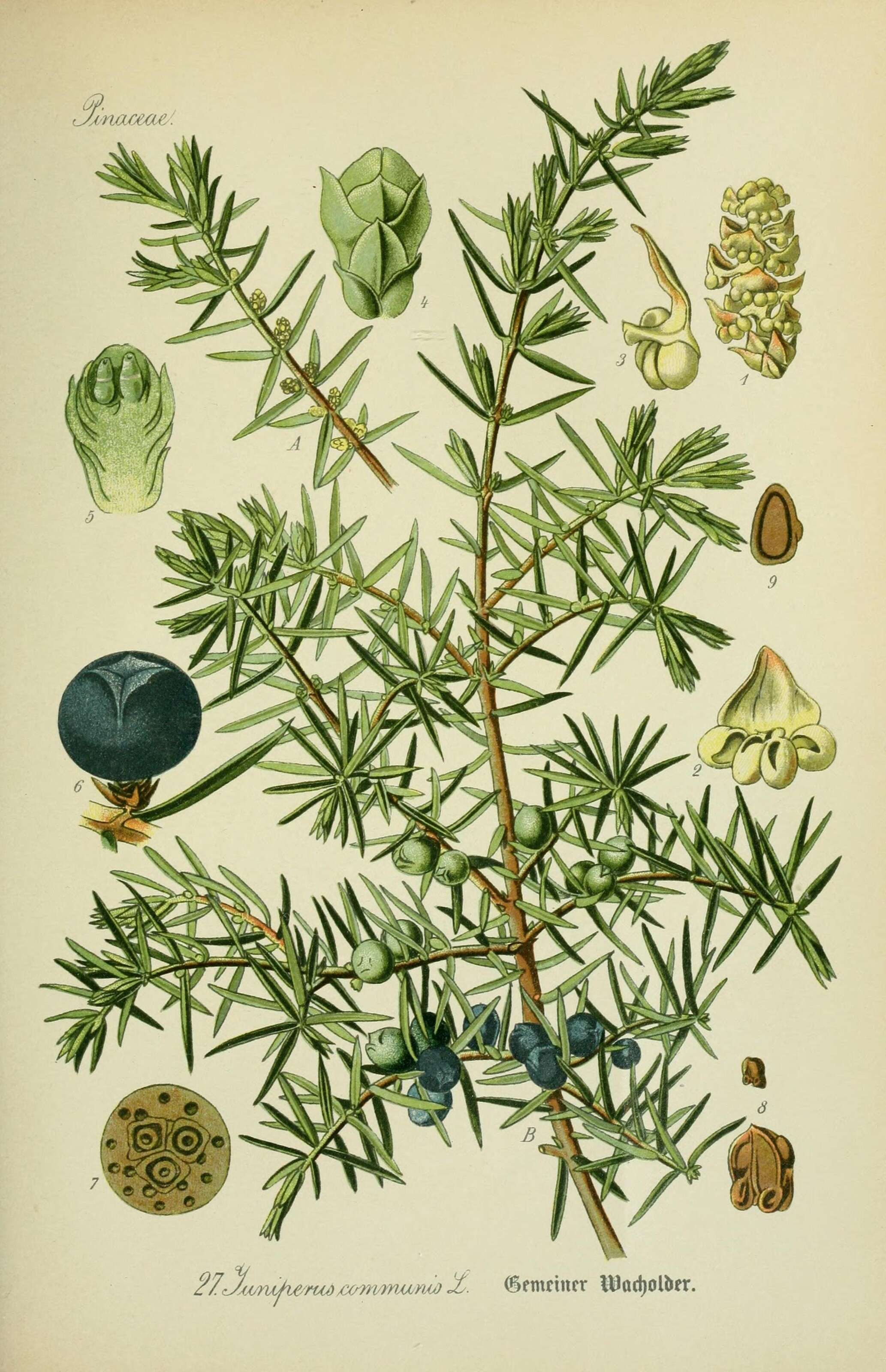 Imagem de Juniperus communis L.