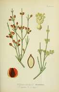 صورة Ephedra distachya subsp. helvetica (C. A. Mey.) Asch. & Graebn.