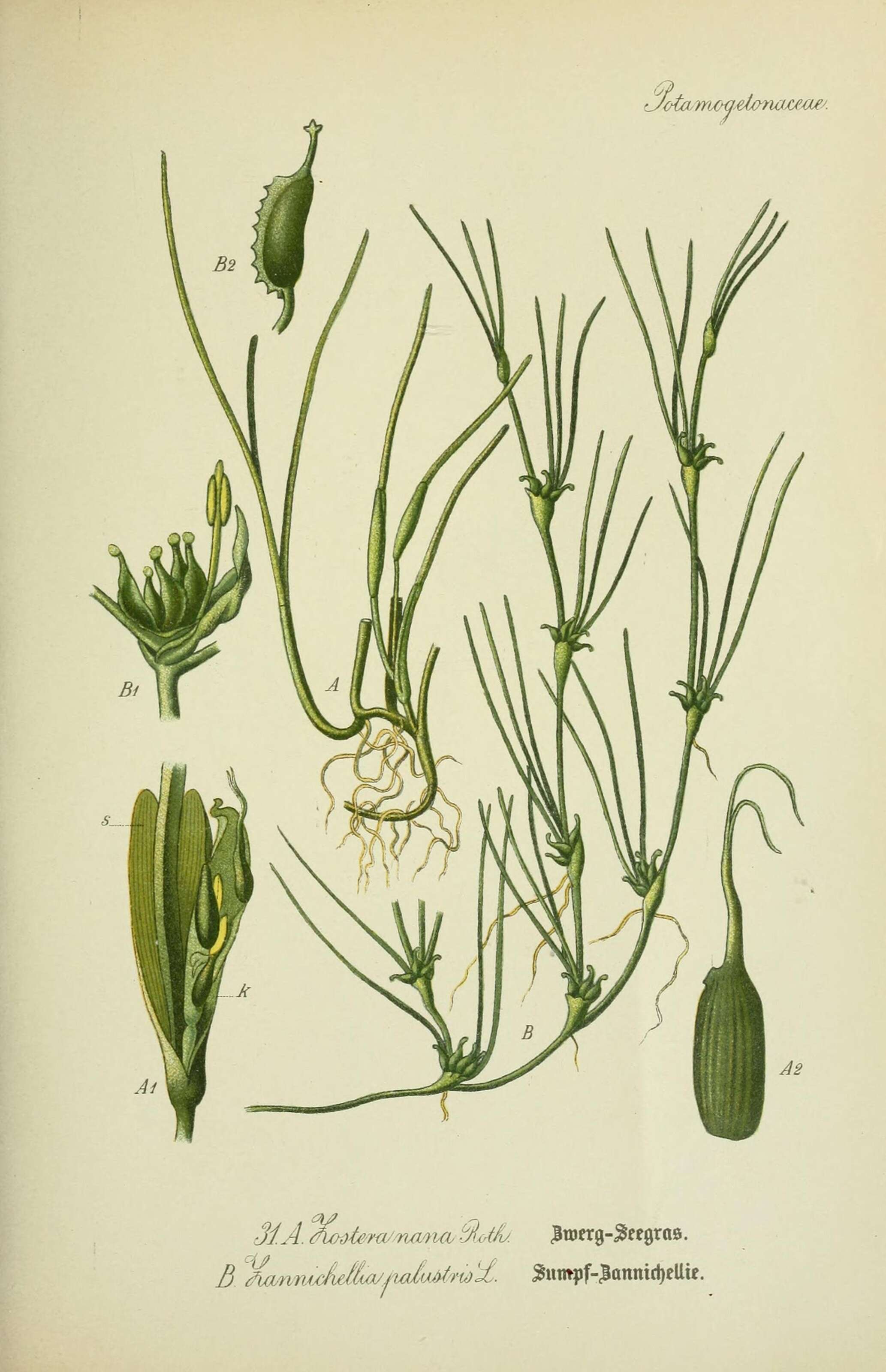 Image of Zostera noltii Hornem.