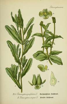 Image of Perfoliate Pondweed