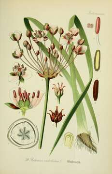 Image of flowering rush family