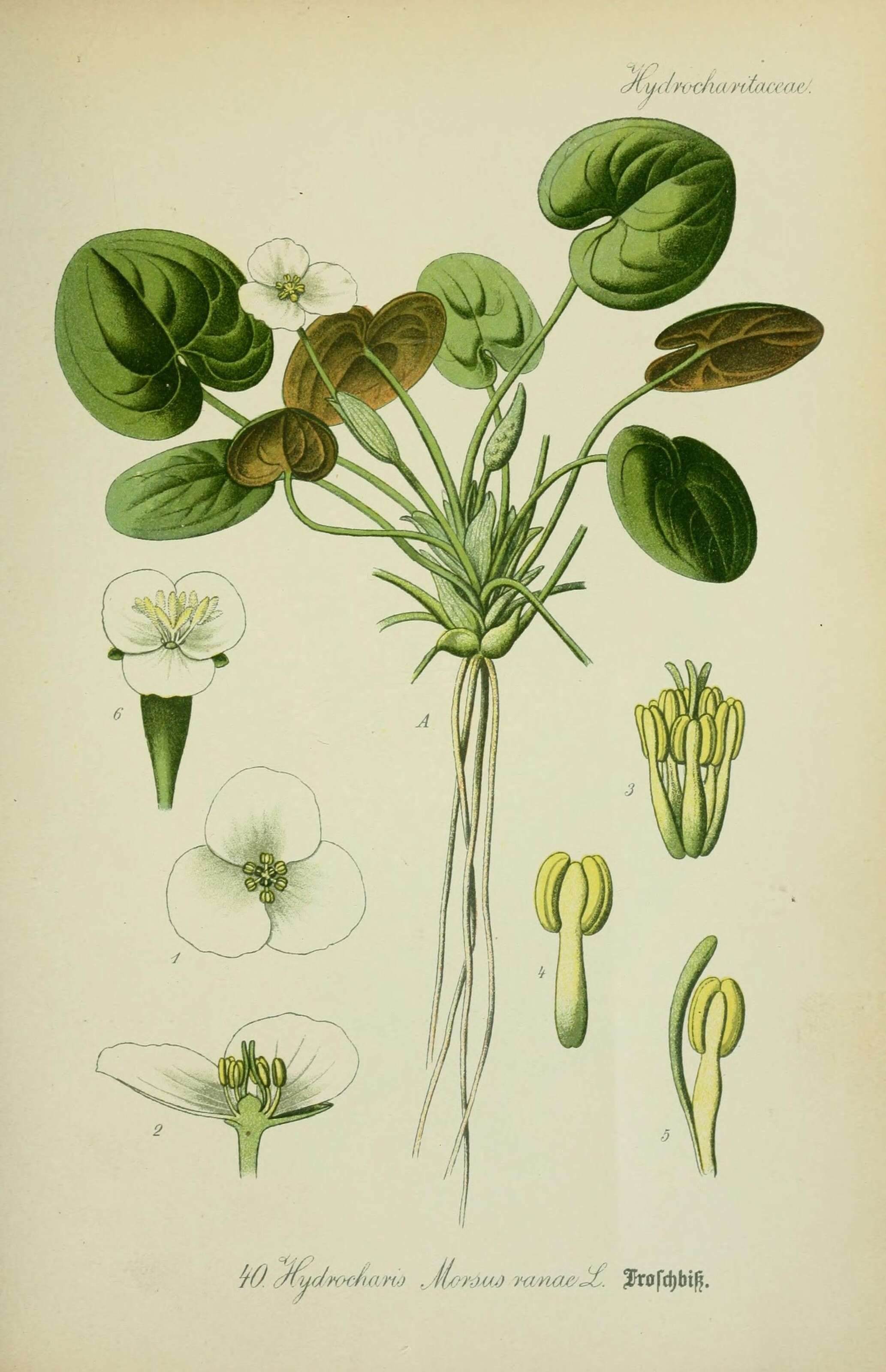 Image of hydrocharis