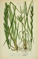 Image of Darnel ryegrass