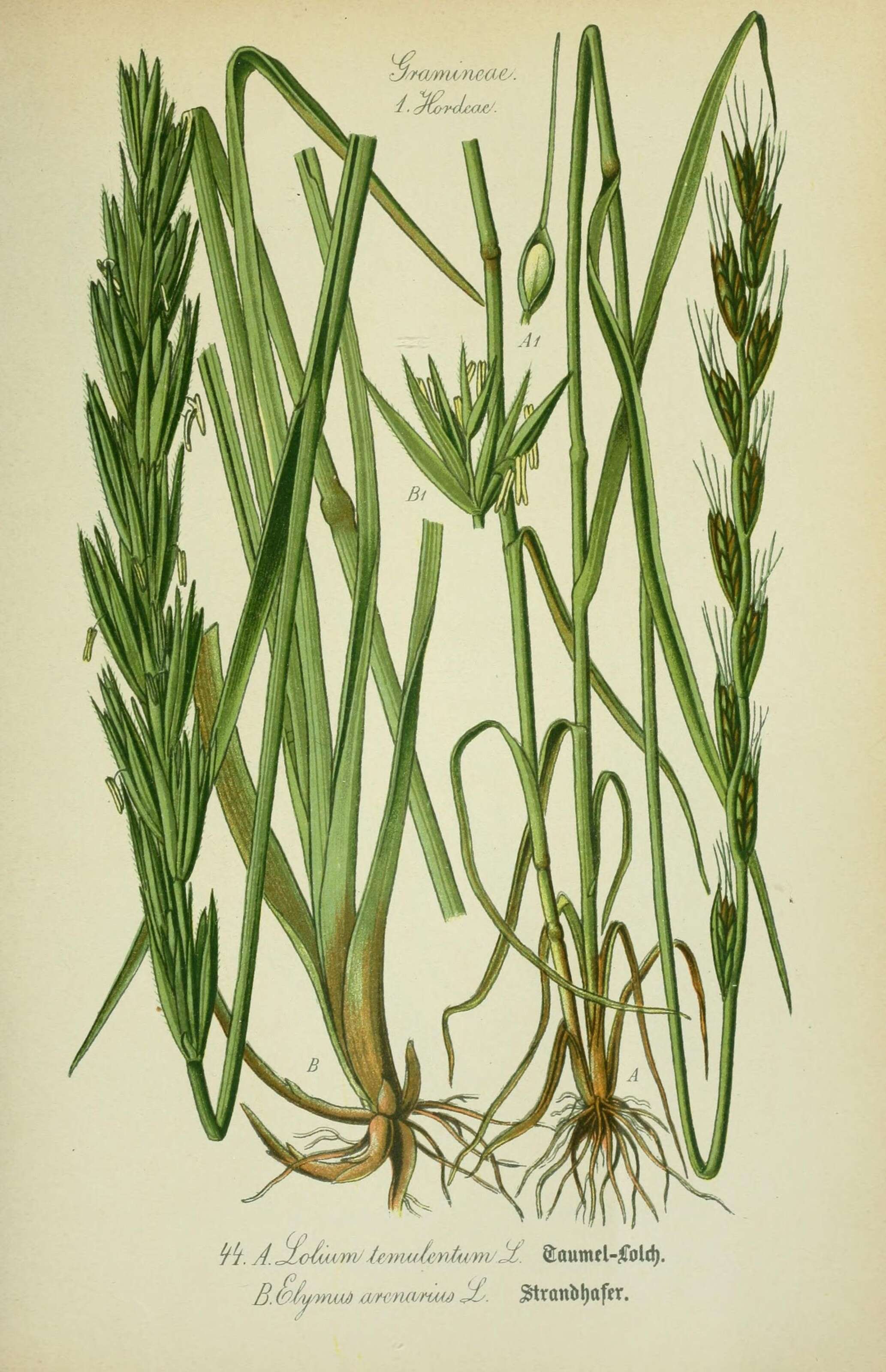 Image of Darnel ryegrass