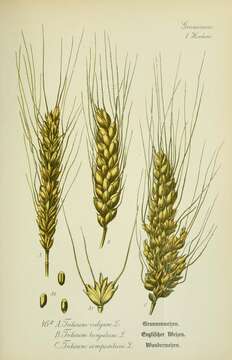 Image of rivet wheat