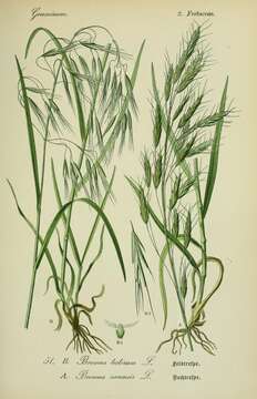 Image de Bromus arvensis L.