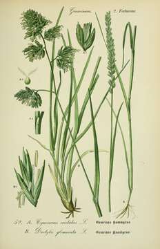 Image of Crested dogstail grass