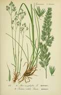 Image of silver hairgrass