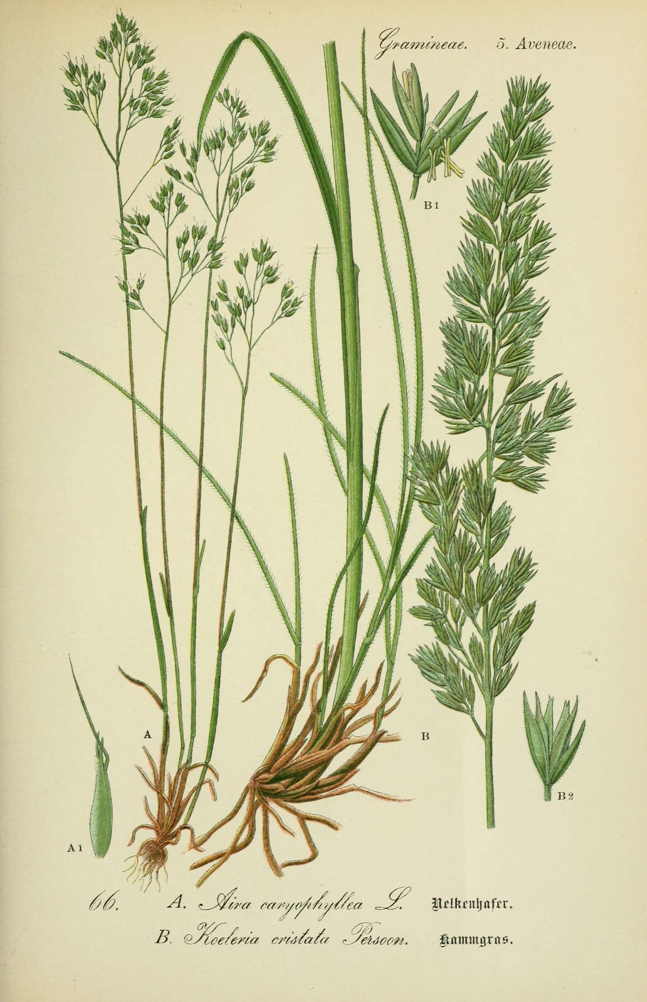 Image of silver hairgrass