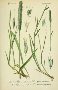 Image of marsh foxtail