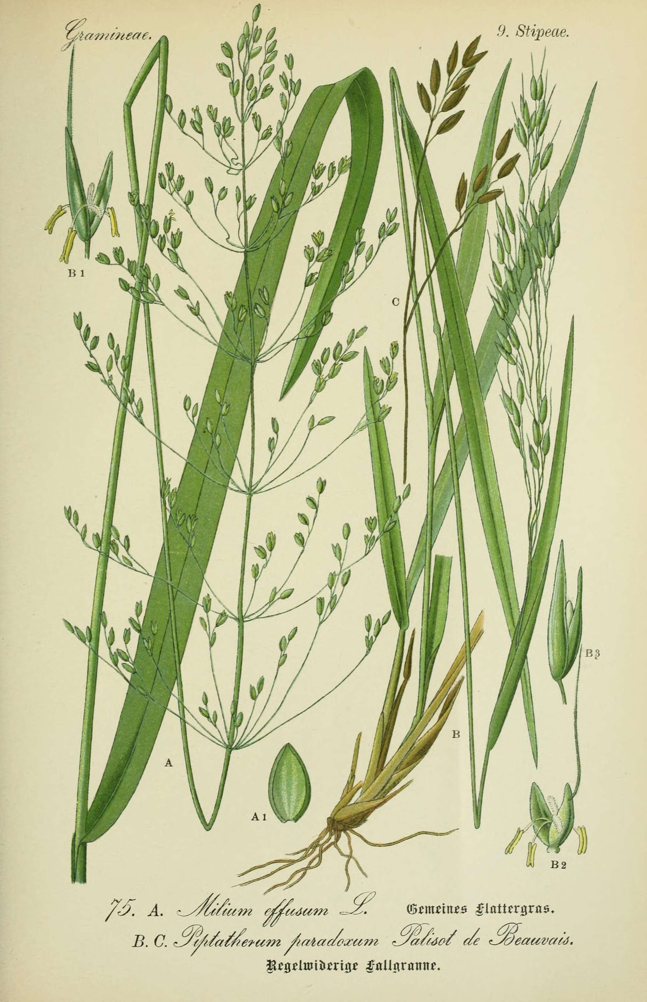 Image of milletgrass