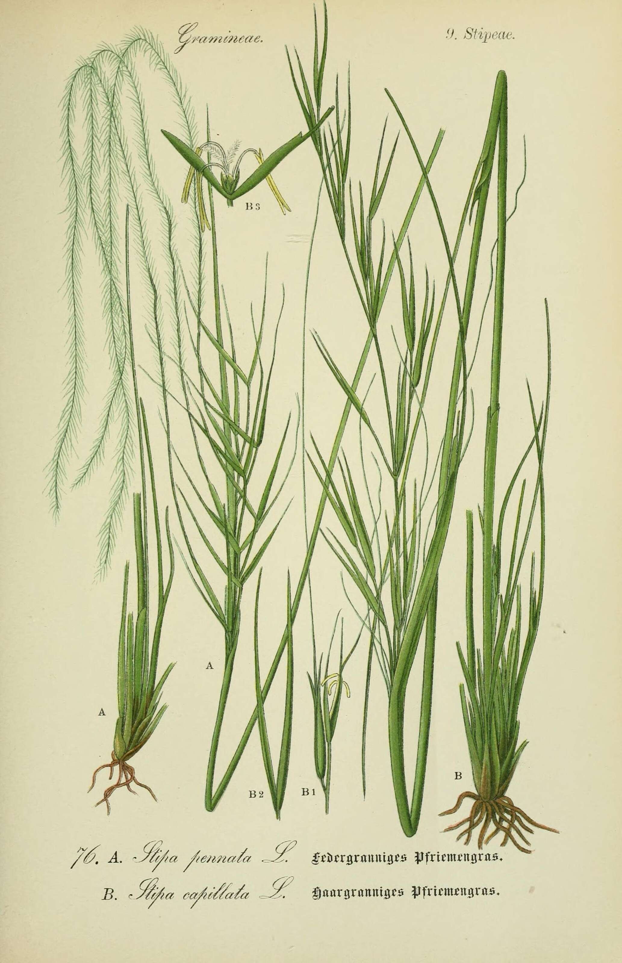 Image of dwarf feather grass