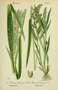 Image of broomcorn millet