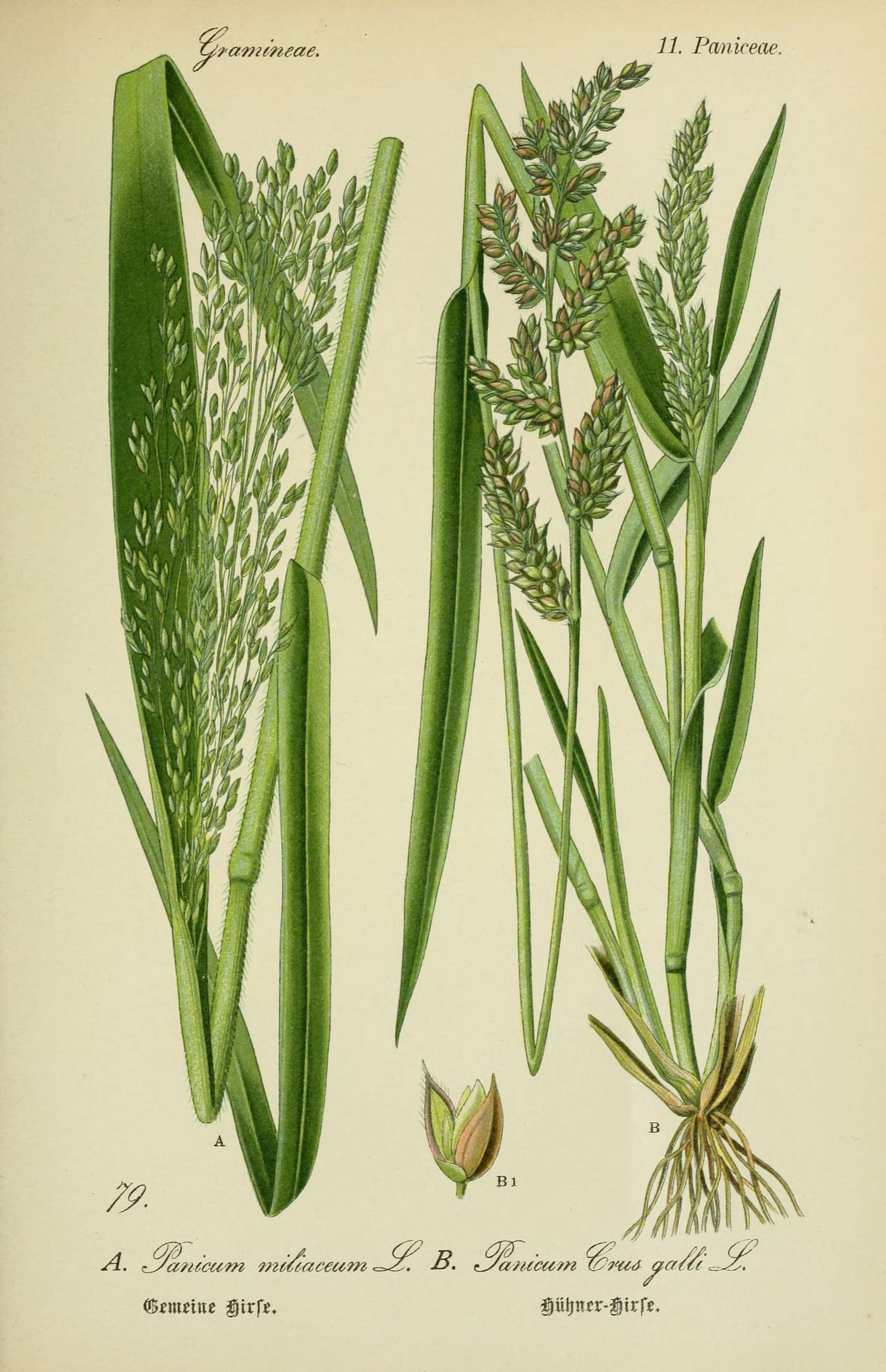 Image of broomcorn millet