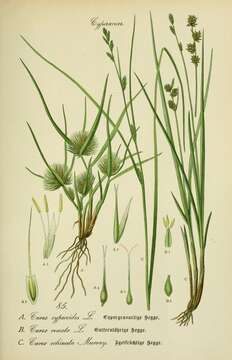 Image of remote sedge