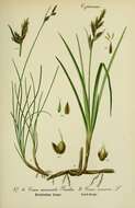 Image of Carex mucronata All.