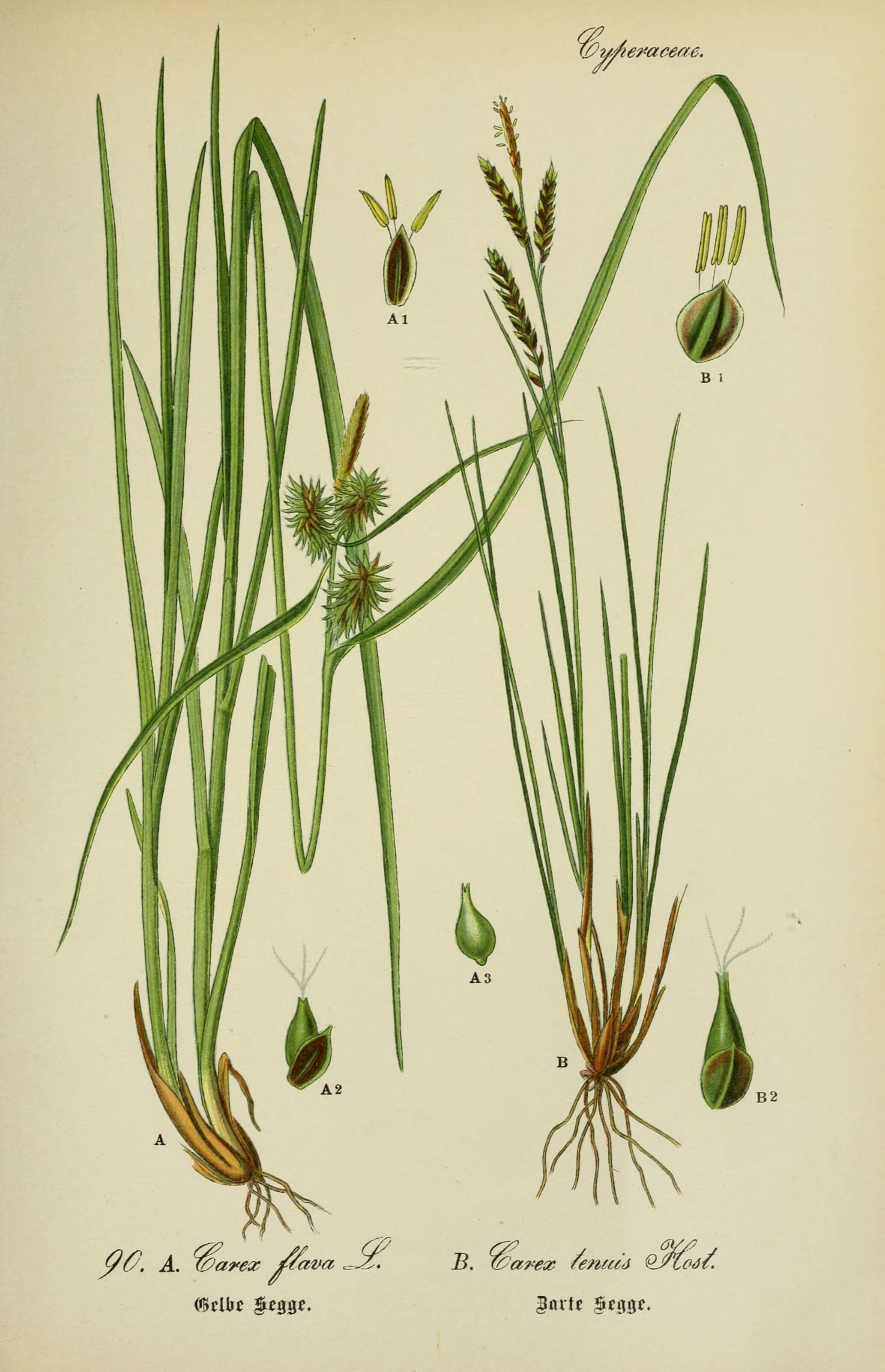 Image of Large Yellow-sedge